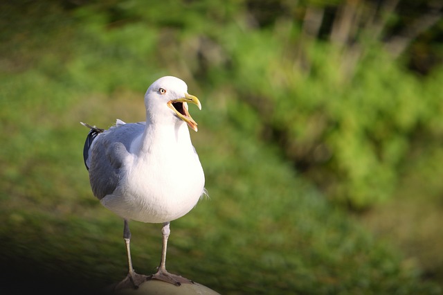 PEST BIRD CONTROL