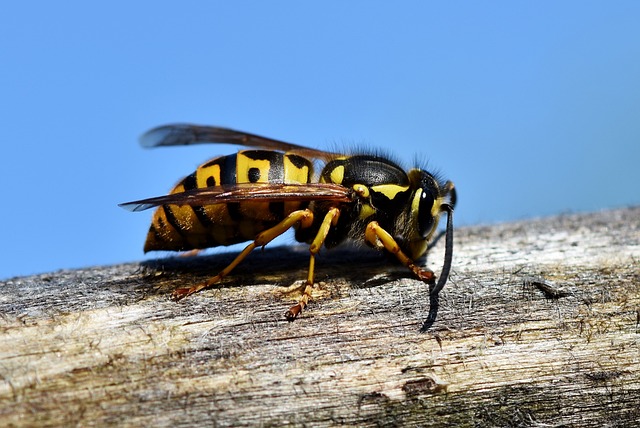 INSECT CONTROL