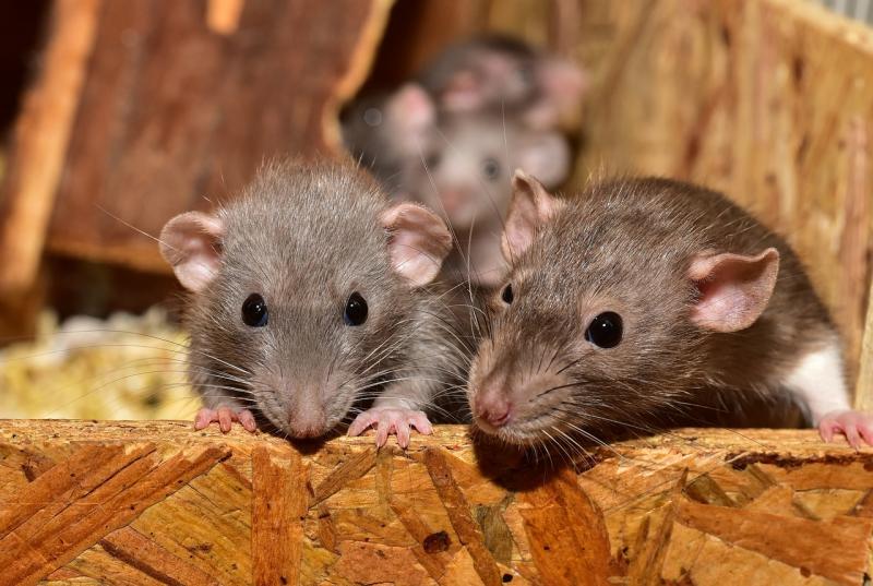 RODENT CONTROL